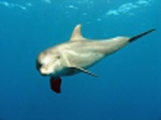 Read The Advanced Intelligence of Dolphin Man (The Emergence of Dophin Man and the Decline of Wise Man) - Christopher Alan Byrne | ePub