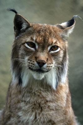 Full Download Portrait of a Lynx Journal: 150 Page Lined Notebook/Diary -  file in PDF