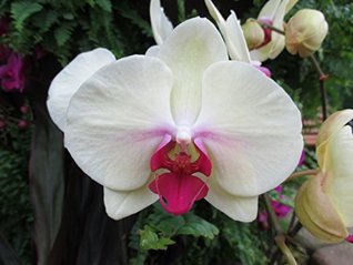 Full Download Phalaenopsis from the Orchid family with over 28000 species . - W. Tohme | ePub