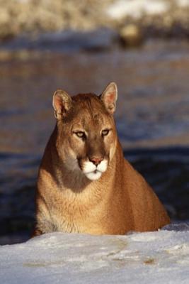 Read Online Journal Lion Winter Prowl: (Notebook, Diary, Blank Book) -  | PDF