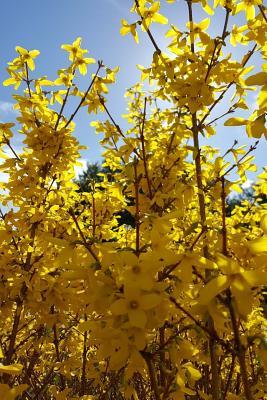 Download Journal Forsythia Bush Yellow Flowers Blue Sky: (Notebook, Diary, Blank Book) -  | PDF
